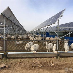 光伏農業 星星之火期待燎原，畜牧漁業齊爆發