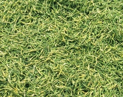 謹防誤導 高致病性禽流感防控無“特效藥”，理性選擇合法獸藥