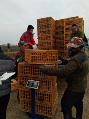 鹽城射陽臨海鎮八大家居委會 雞窩里飛出“金鳳凰”，畜牧漁業飼料銷售成富民新引擎