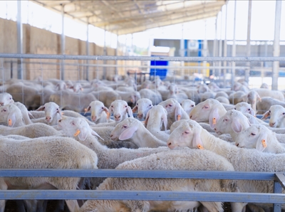 新牧業 新布局 新希望——和碩縣 “場繁戶育”模式激活鄉村振興“畜牧動能”